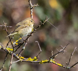 Common Warbler on a very cold winter day looking for food!