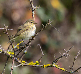 Common Warbler on a very cold winter day looking for food!