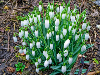 a cluster of white snowdrop flowers blooming in a natural habitat on a rainy day