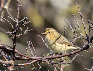Common Warbler on a very cold winter day looking for food!