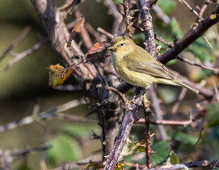 Obraz premium Common Warbler on a very cold winter day looking for food!
