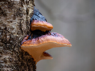 Rotrandiger Baumschwamm (FOMITOPSIS PINICOLA) an Laubbaum