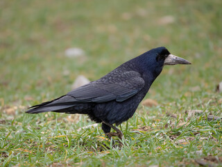 Saatkrähe (Corvus frugilegus)