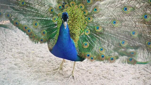 A beautiful iridescent blue peacock with an open tail with eye pattern. He fluffed his tail to lure the female. Animal mating games. Peacock bird feathers.