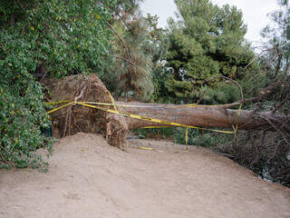 Fototapeta premium fallen tree in the woods