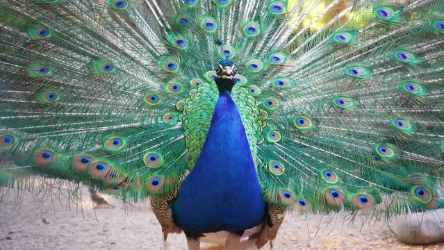A beautiful iridescent blue peacock with an open tail opens its beak and screams. He fluffed his tail to lure the female. Animal mating games. Loudly screaming bird.