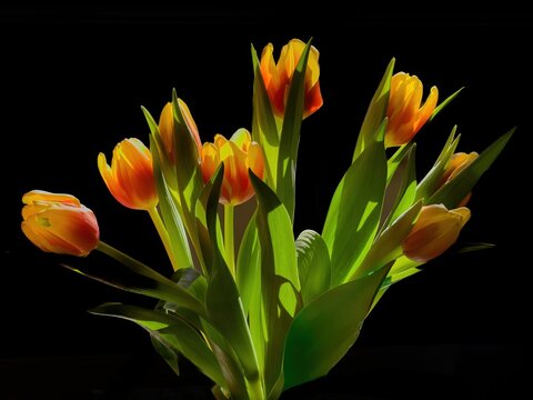 closeup of a backlit image of a bouquet of red, orange and yellow tulips with a black background