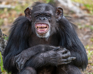 portrait of a chimpance