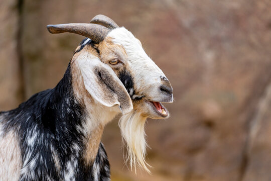 Goat from Zoo Leipzig
