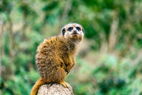 Meercat in the Leipzig Zoo