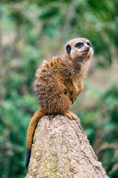 Meercat in the Leipzig Zoo