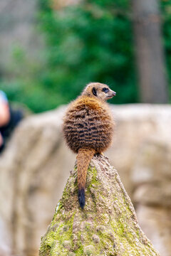 Meercat in the Leipzig Zoo