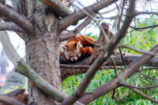 Small red panda 