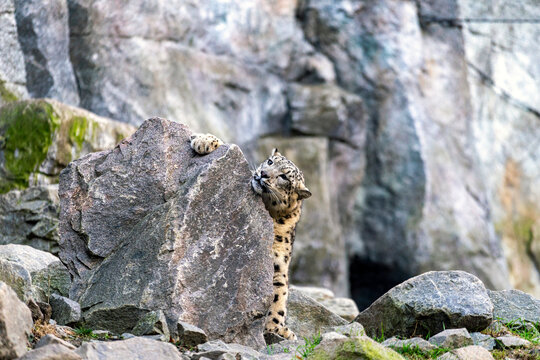 Snow leopard behind the rock