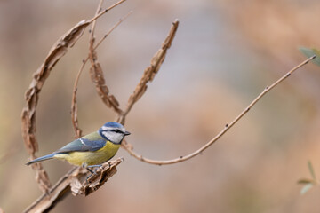 Blue Tit (Cyanistes caeruleus)  perched on tree branch.