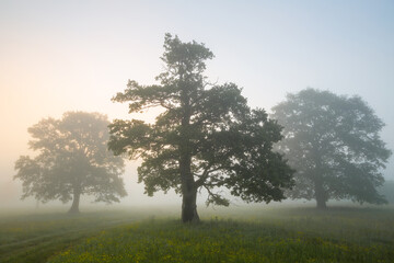 Foggy morning at a meadow with oaks