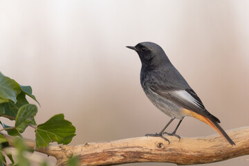 The black redstart male (Phoenicurus ochruros) small passerine bird.