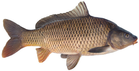 Freshwater fish isolated on white background closeup. The  common carp  is a  fish in the carp family Cyprinidae, type species: Cyprinus carpio 