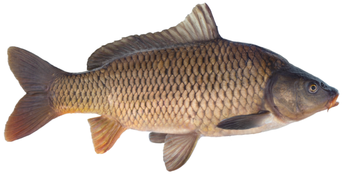 Freshwater fish isolated on white background closeup. The  common carp  is a  fish in the carp family Cyprinidae, type species: Cyprinus carpio 