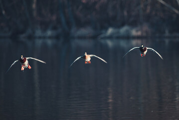 ducks in the lake