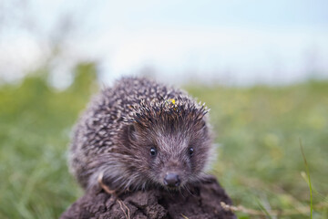 Hedgehog Scientific name: Erinaceus Europaeus close up of a wild, native, European hedgehog, facing right in natural garden habitat on green grass lawn.