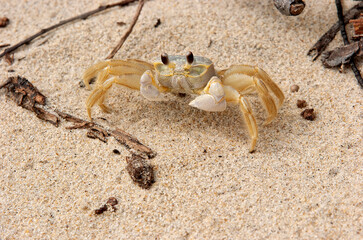 Sand crab in the coastal dunes; Virginia Beach, Virginia
