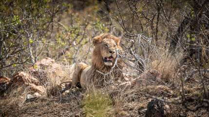 Male Lions (Panthera Leo) relaxing in the shadow at Kruger National Park, South Africa