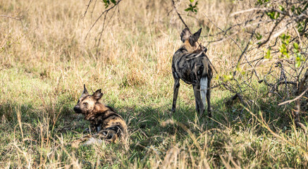 Naklejka na ściany i meble Group of African Wild Dogs (Lycaon Pictus) in Kruger National Park, South Africa