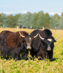 two dark brown hairy yaks in a field on a yak farm in Wyoming long horned long haired yaks in grassy field raised for grass fed beef vertical format room for masthead blue sky and trees in background