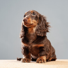 Longhair black dachshund sitting. Portrait of sausage dog. Pet on light grey backgruong studio...