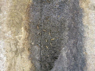 Textures. Cement wall wear on the edge of the sea. Art made by nature. Wear, algae, molluscs, lichens, wind and rain also make art.