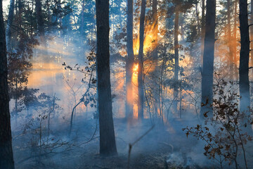 Forest fire burning, Wildfire