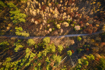 autumn colours in forest form above, captured with a drone.