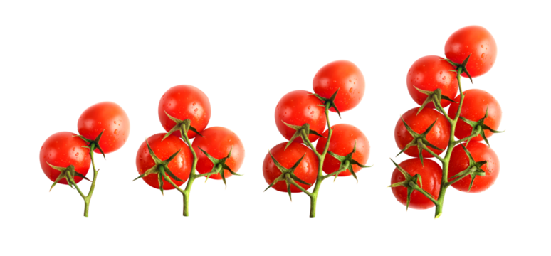 Set of fresh cherry tomatoes isolated on transparent background, png

