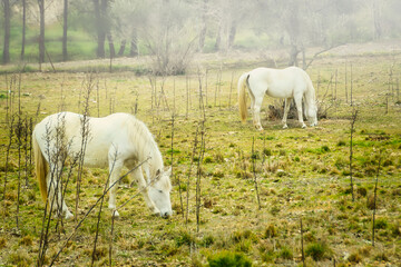 Obraz na płótnie Canvas Two white horses grazing in a meadow on a foggy day in winter.