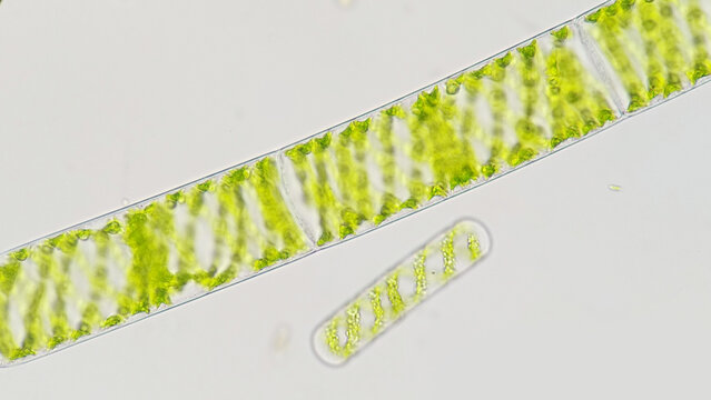 CharophytaBilder StockFotos & Videos. Adobe Stock