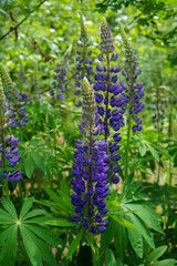 Blooming lupine flower. Lupinus, lupin meadow. purple and pink flower. Summer flower background