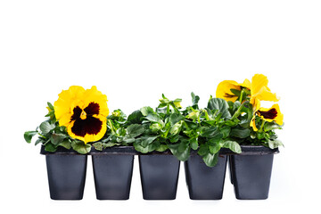 Yellow pansies in a flower pot on white background