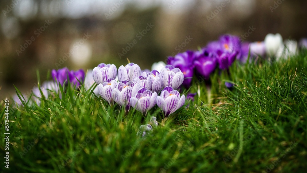 Wall mural wild spring crocus on grass