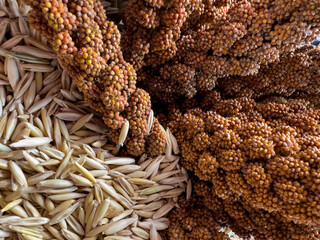 Top view of oat seeds and bunches of red millet