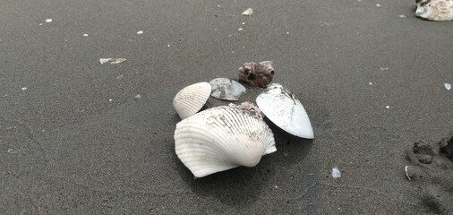shell on the beach