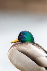 Fototapeta premium close up of Mallard Duck headshot with blur background 