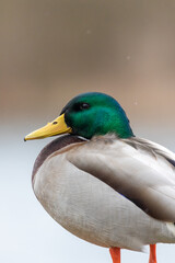 close up of Mallard Duck headshot with blur background 