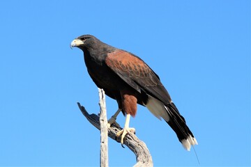 Harris's Hawk in Tucson, Arizona