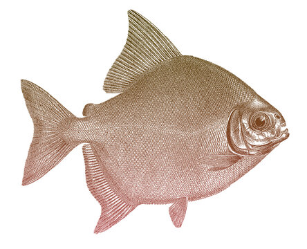 Tambaqui colossoma macropomum, piranha fish from South America