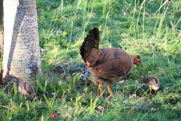 Hen with chicks on organic farm, Cuba Caribbean