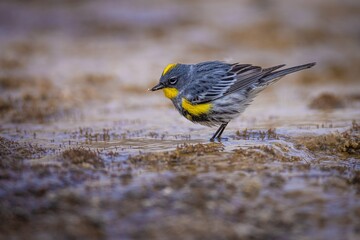 A Yellow Rumped Warbler rustles up some grubs in the water at Mammoth Hot Springs in Yellowstone National Park.