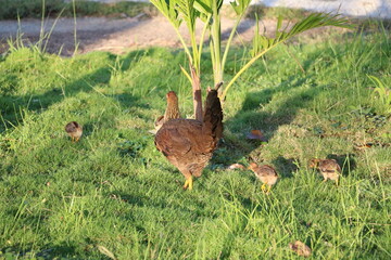 Free living brown hen with chicks, Cuba Caribbean