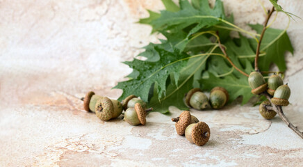 Oak branch with green leaves and acorns on an abstract background	
