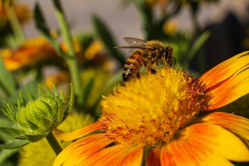 Well I'll Bee. The humble insect that works so hard for the planet and makes tea worth drinking. What a beautiful world!